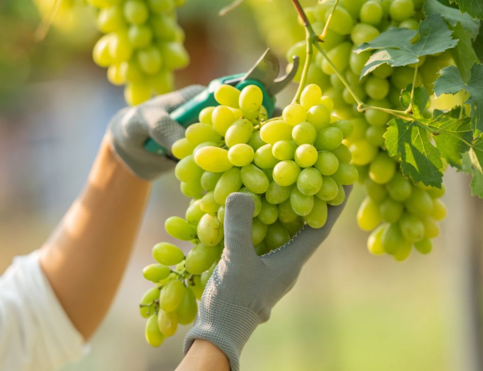 Female Wearing Overalls And Collecting Grapes In A Vineyard 2000x1200